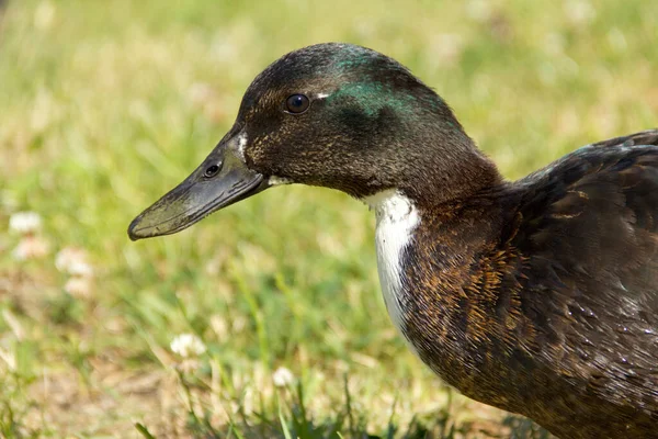 Close View Brown Duck — 스톡 사진