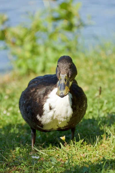 Close View Brown Colored Duck Standing River — Stockfoto