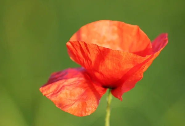 Close Uitzicht Mooie Wilde Papaver Bloemen — Stockfoto