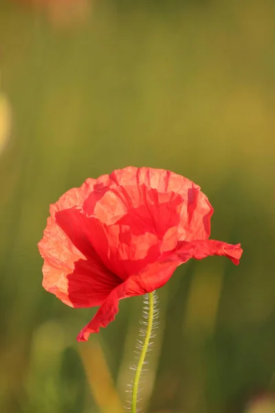 Close View Beautiful Wild Poppy Flowers — Stock Photo, Image