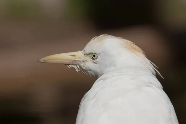 Schilderachtig Uitzicht Zilverreigers Vogels Natuur — Stockfoto