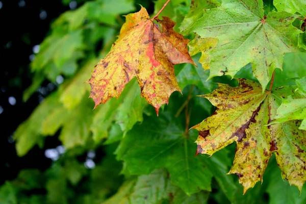 Atmosfera Autumnal Foco Seletivo — Fotografia de Stock