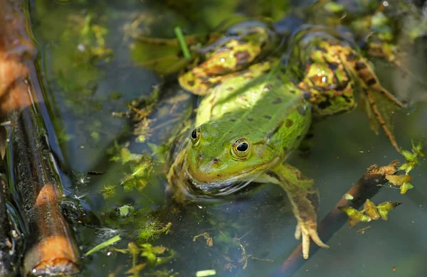 Animale Anfibio Rana Selvatica — Foto Stock