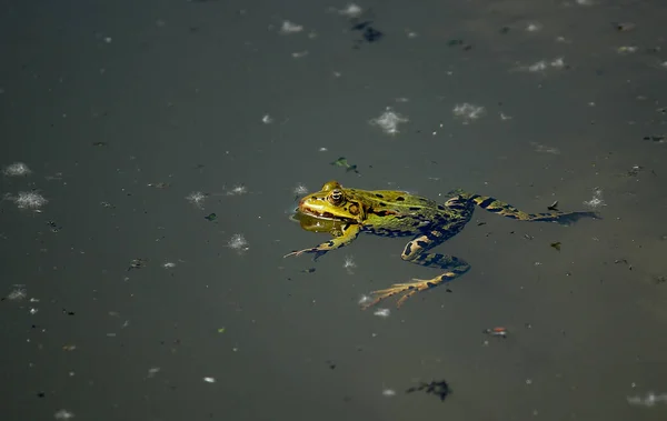 両生類 野生のカエル — ストック写真