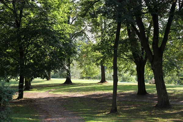 Alberi Vicino Canale Danubiano Principale Del Reno Bamberg — Foto Stock