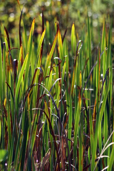 Close Zicht Groeiende Plant — Stockfoto