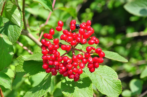 Шерстистый Снежок Viburnum Lantana — стоковое фото