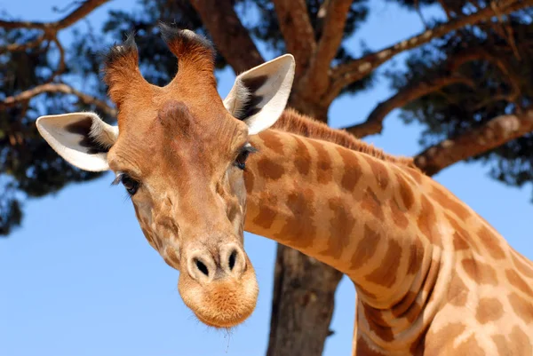 Zsiráf Giraffa Camelopardalis Nézet Front Arcképe — Stock Fotó