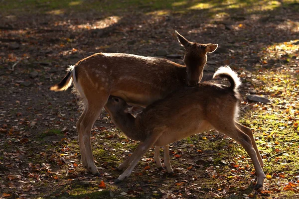 Wildtier Hirsch Huftier — Stockfoto