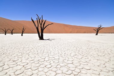 dead vlei in namibia clipart
