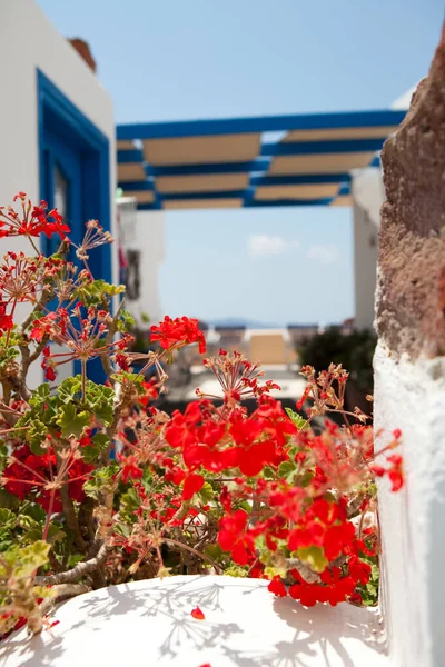 Närbild Geranium Blommor Thira Santorini Grekland — Stockfoto