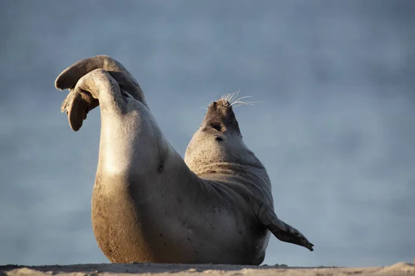 Tuleni Mořští Savci — Stock fotografie
