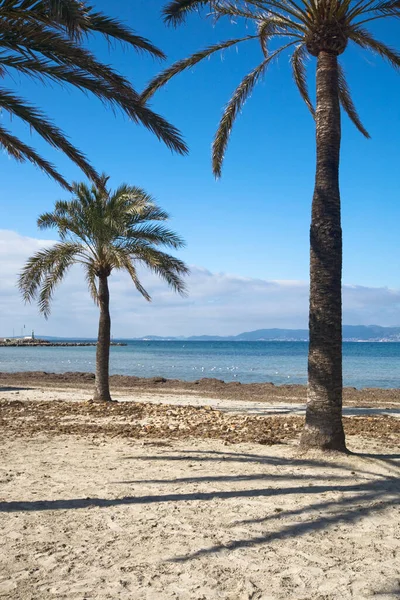 Φοίνικες Στην Παραλία Arenal Mallorca Βαλεαρίδες Νήσοι Ισπανία — Φωτογραφία Αρχείου