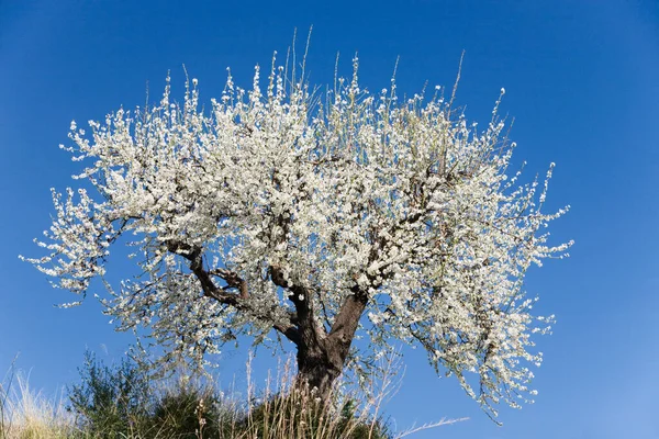 Enda Mandelträd Blom Symbol För Mallorca Spanien — Stockfoto