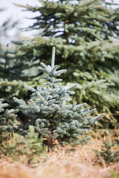 Arbre Épinette Bleue Planté Dans Une Ferme Arbres Noël Allemagne — Photo