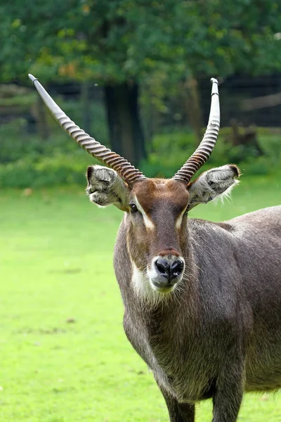 Waterbuck Büyük Antilop Hayvanı Doğa Faunası — Stok fotoğraf