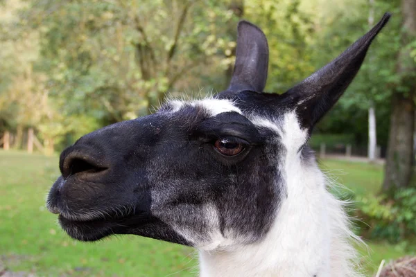 Lantbruksdjur Selektivt Fokus — Stockfoto