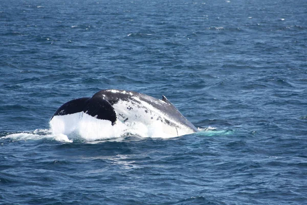 Baleia Jubarte Frente Queensland — Fotografia de Stock