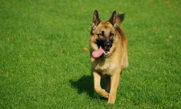 Güzel Köpek Yavrusu Manzarası — Stok fotoğraf