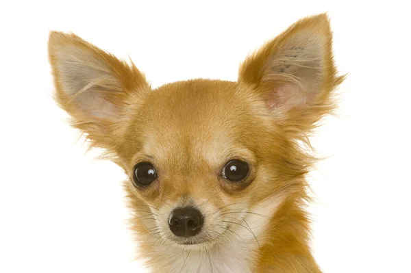 Küçük Chihuahua Soylu Köpeği — Stok fotoğraf