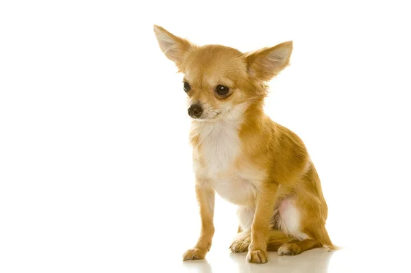 Mic Chihuahua Câine Pedigree — Fotografie, imagine de stoc