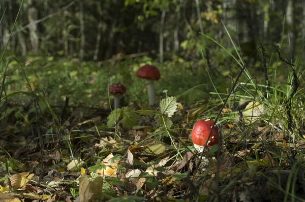 Amanita Muscaria Közismert Nevén Légyölő Galóca Fly Amanita Egy Mérges — Stock Fotó