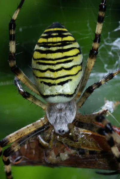 Wasp Spider Spotted Grasshopper Prey — 图库照片