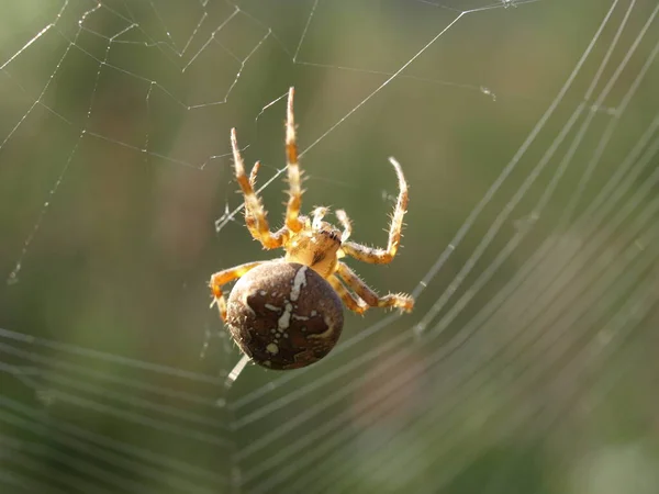 Ragno Giardino Animale Insetto — Foto Stock