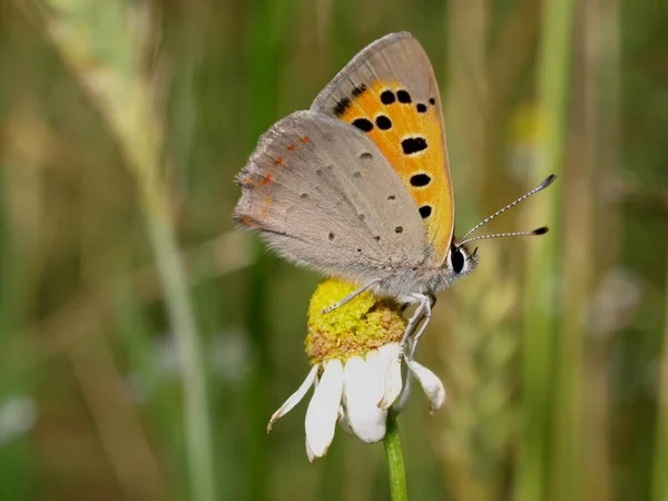 Gros Plan Papillon Nature Sauvage — Photo