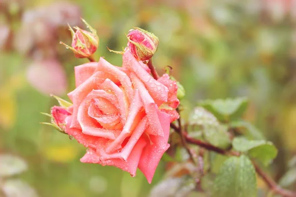 Beautiful Blooming Flower Nature Concept Background — Stock Photo, Image