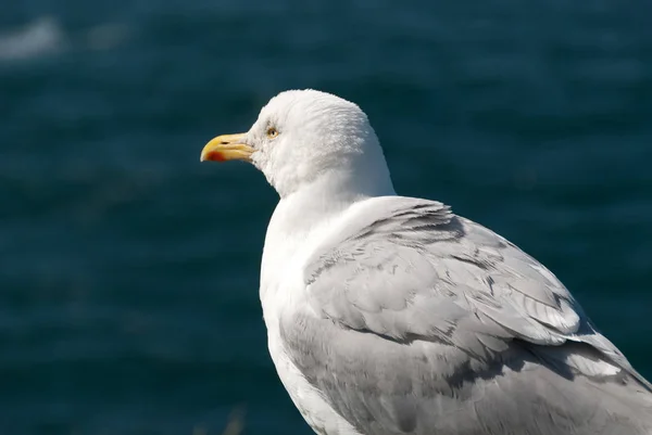 Widziany Tyłu Mewy Morskiej Morze Tle Port Isaac — Zdjęcie stockowe