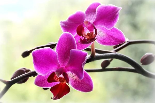Orchid Flower Petals Flora Beauty — Stock Photo, Image