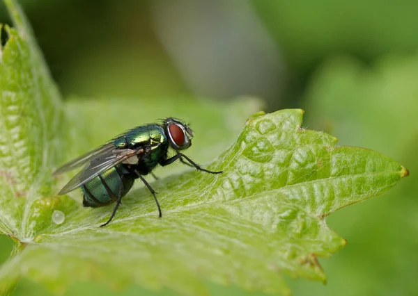 Close Bug Natureza Selvagem — Fotografia de Stock