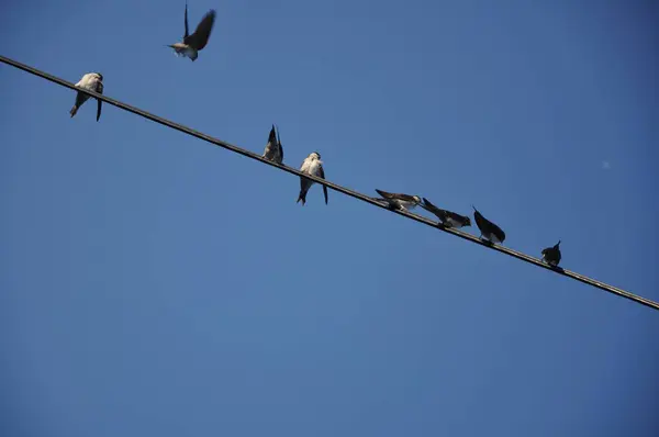 Observation Des Oiseaux Oiseau Mignon Nature Sauvage — Photo