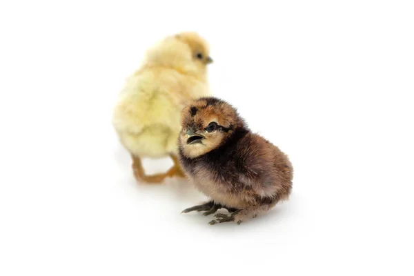 Schilderachtig Uitzicht Prachtige Vogel Natuur — Stockfoto