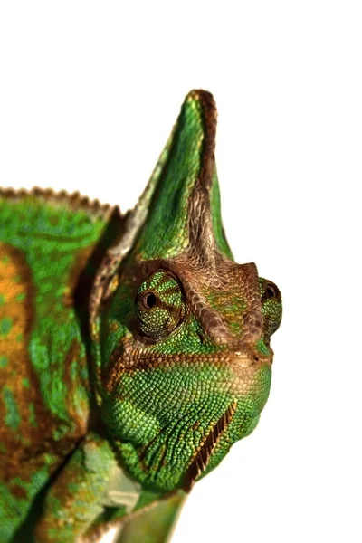 Chameleonské Zvíře Tropický Ještěří Plaz — Stock fotografie