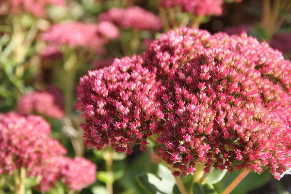 Beautiful Botanical Shot Natural Wallpaper — Stock Photo, Image