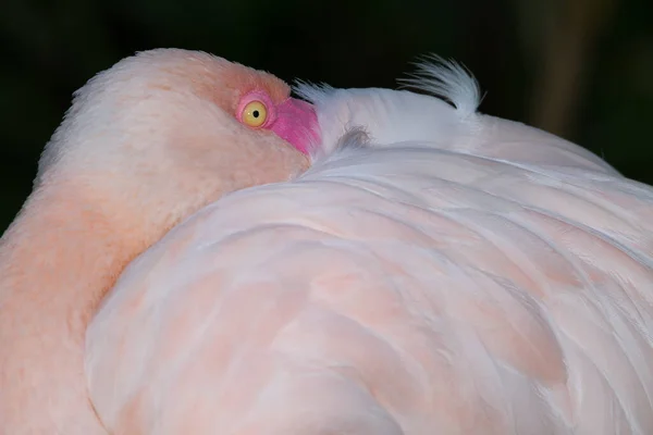 Keeping Eye You — Stock Photo, Image