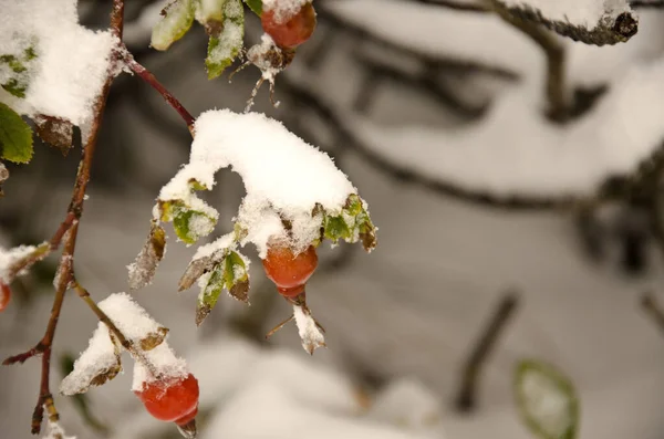 Güzel Alpler Manzarasının Manzarası — Stok fotoğraf