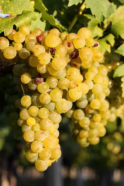 Uvas Viñedo —  Fotos de Stock