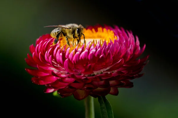 Close Zicht Insect Natuur — Stockfoto