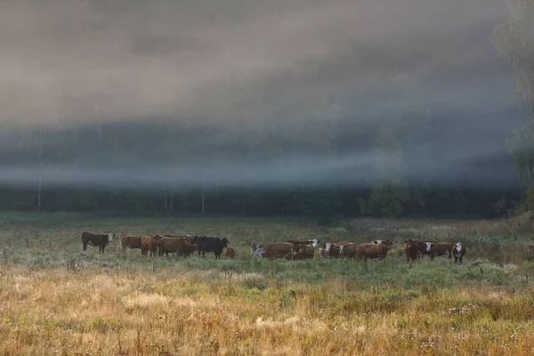 Herdof Cattle Fog — Stock Photo, Image