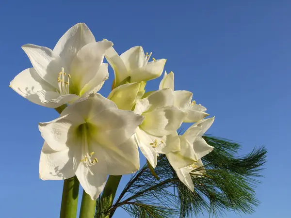 Płatki Kwiatów Amaryllis Kwiat Flory — Zdjęcie stockowe