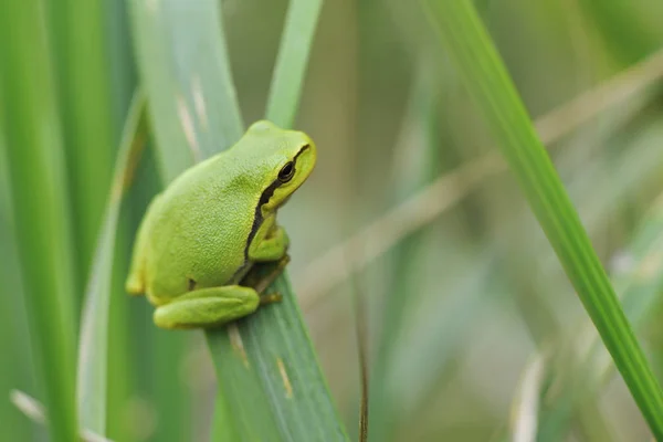 Rana Tropical Animal Anfibio — Foto de Stock