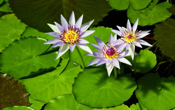 Seerose Teichblumen Flora Der Natur — Stockfoto