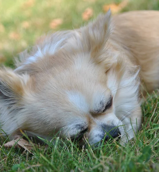 Avslappnande Sovande Hund Djur — Stockfoto