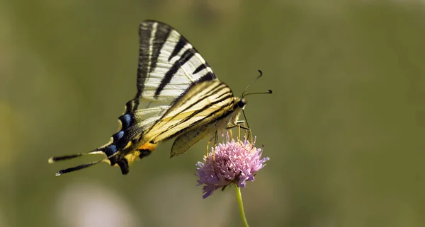 Een Zeer Zeldzame Vlinder — Stockfoto