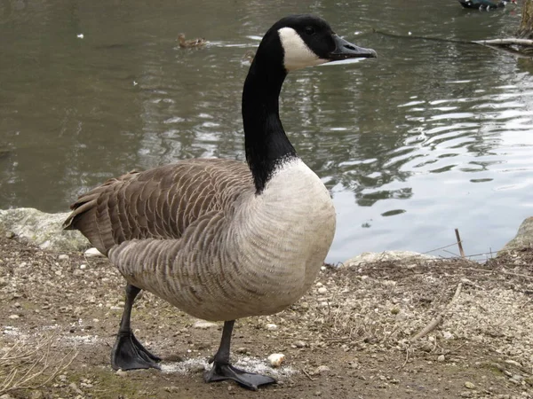 Schilderachtig Uitzicht Ganzenvogel Natuur — Stockfoto