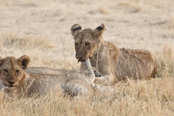 Rodzina Lwów Afrykańskich Parku Narodowym Etosha — Zdjęcie stockowe