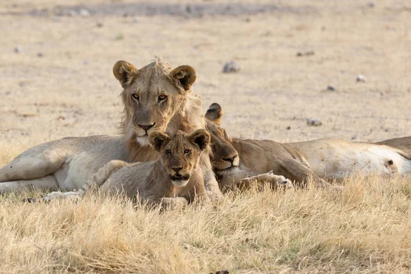 Αφρικανική Οικογένεια Λιονταριών Στο Εθνικό Πάρκο Etosha — Φωτογραφία Αρχείου
